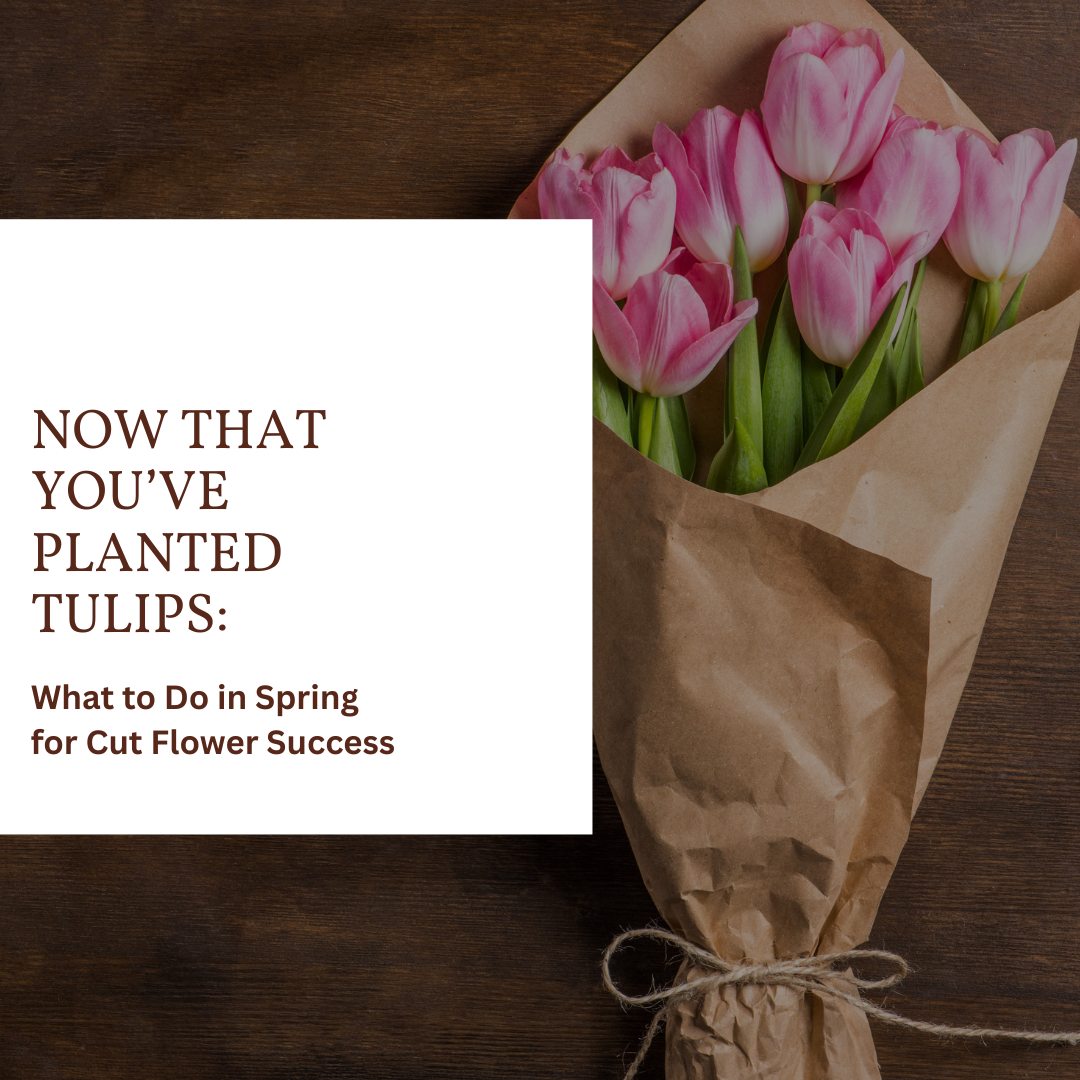 Now That You've Planted Tulips: What to Do in Spring for Cut Flower Success