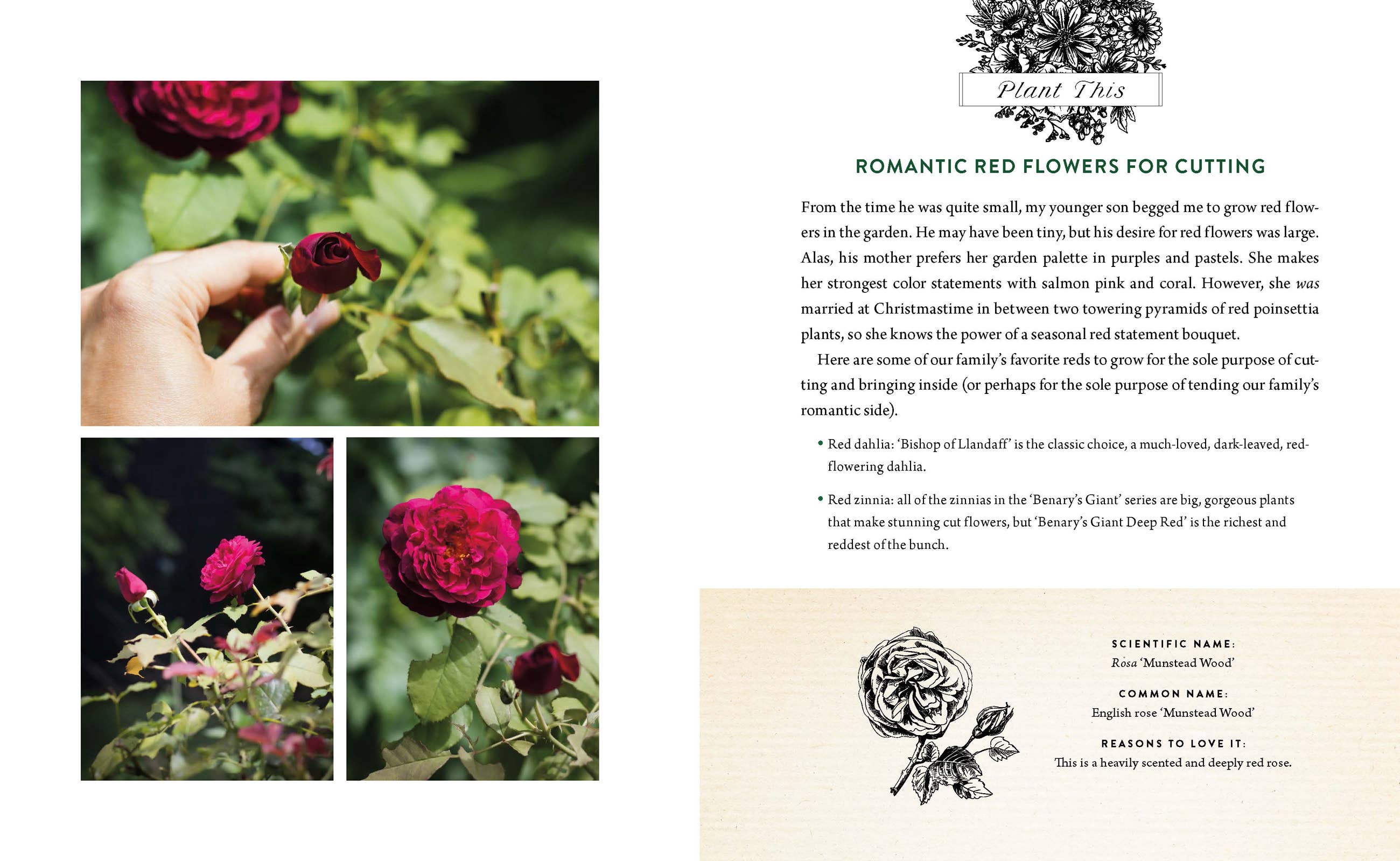A Home in Bloom: Hardcover / English